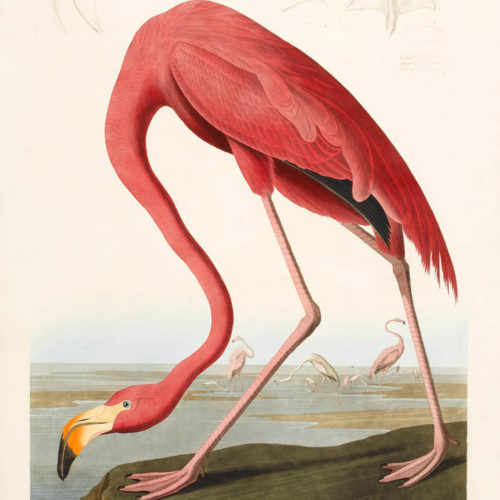 An American Flamingo drawn and hand painted in its habitat for a book called Birds of America