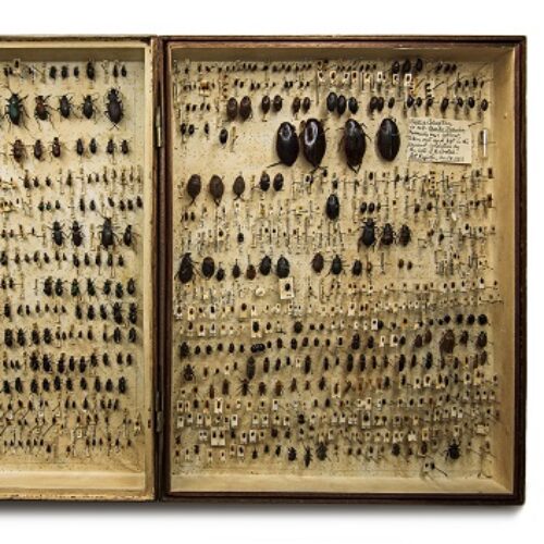 An open box full of beetle specimens.