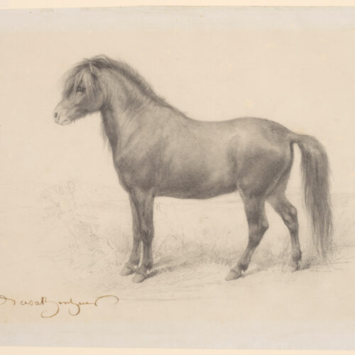 A pencil sketch of a pony in a background by French 19th century artist Rosa Bonheur.