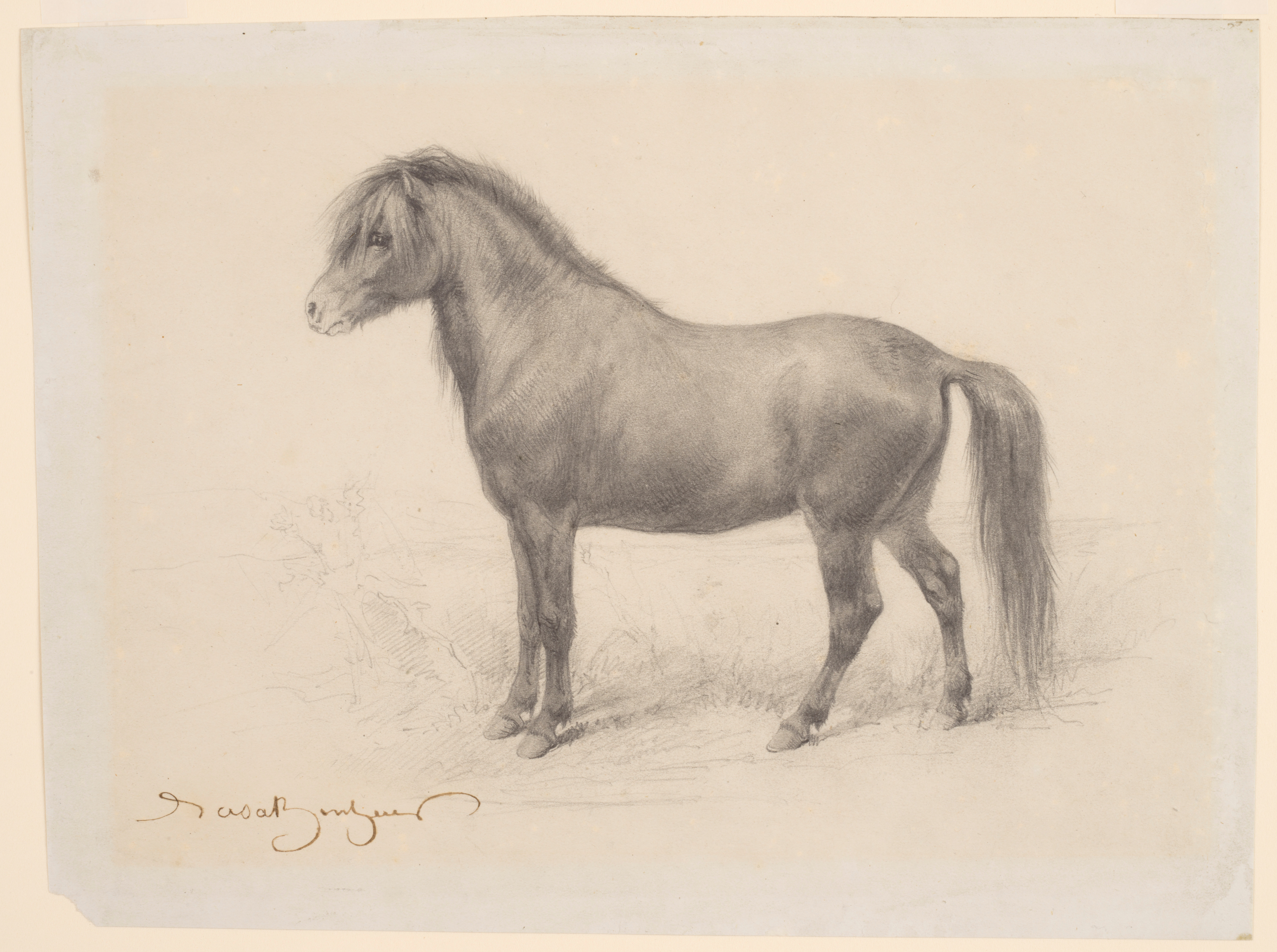 A pencil sketch of a pony in a background by French 19th century artist Rosa Bonheur.