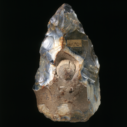 A photograph of a hand axe made of flint with a fossilised shell in the middle of the handle of the axe.